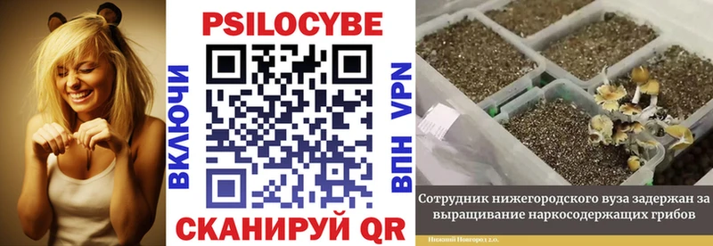 Купить где  Кириллов  Псилоцибиновые грибы прущие грибы 